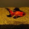 Goldfisch