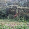 Masai giraffe