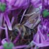 Veränderliche Krabbenspinne fängt eine Honigbiene in einem Alium