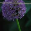 Hummel auf Allium