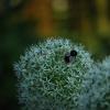 Hummel auf Allium