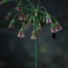 Hummel auf einem Allium
