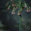 Hummel an einem Allium