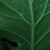 Raupe auf Kohlrabi