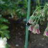 Hummel in einem Allium