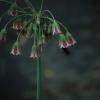 Hummel an einem Allium