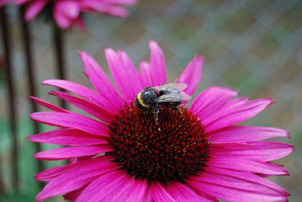 Hummel
