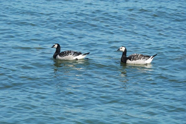 Branta leucopsis
