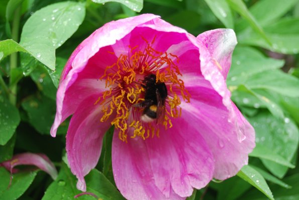 Hummel auf Pfingstrose