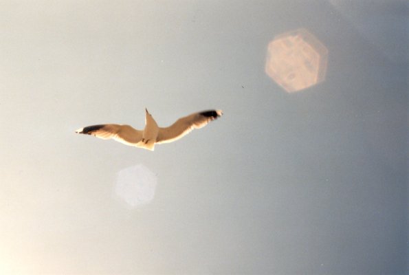 Möwe