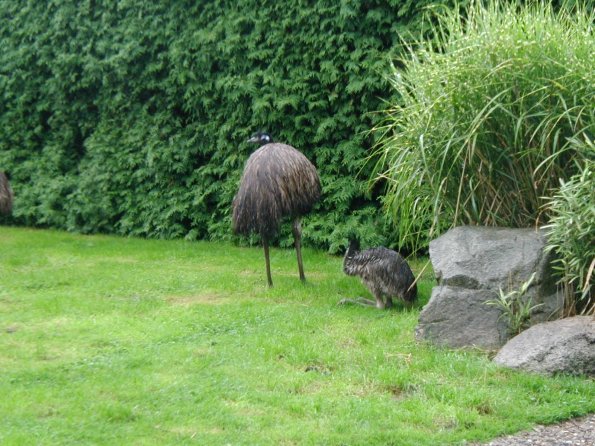 vogelpark emu mit jungtier