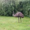vogelpark emu