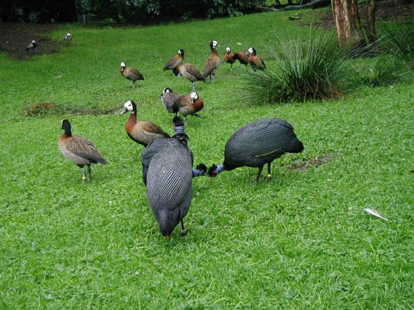 vogelpark perlhühne und Witwenpfeifgänse