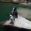 vogelpark pinguine