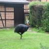 vogelpark rothalskasua