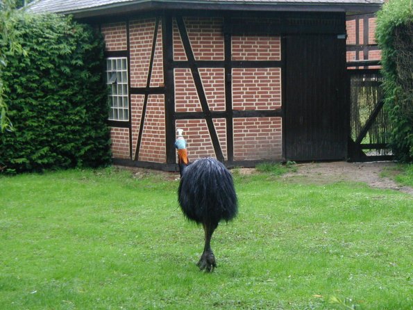 vogelpark rothalskasua