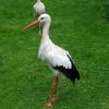 vogelpark storch