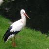 vogelpark storch