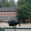 vogelpark strauß