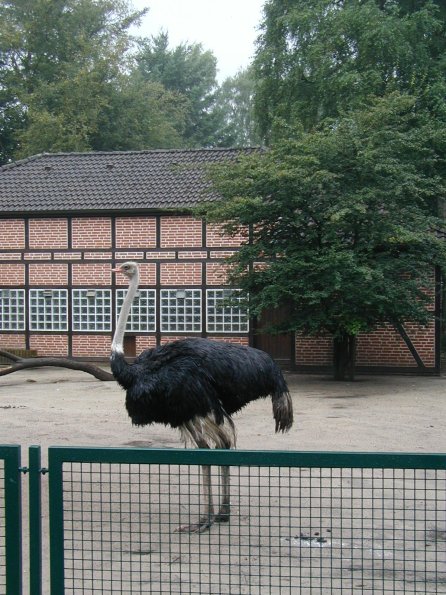 vogelpark strauß