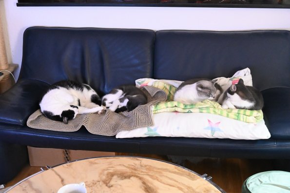 Alle auf einem Sofa