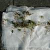 Oxalis spiralis