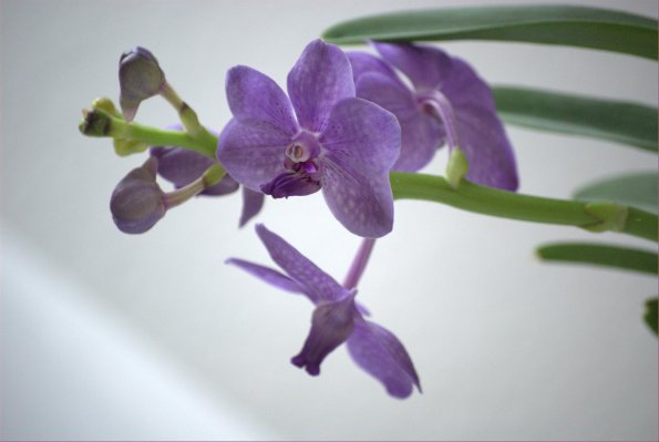 Vanda
