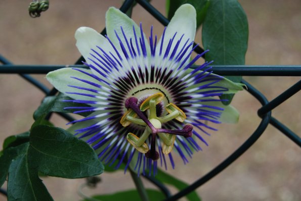 Passionsblume