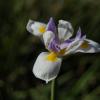 Orchide outside the office of the foundation