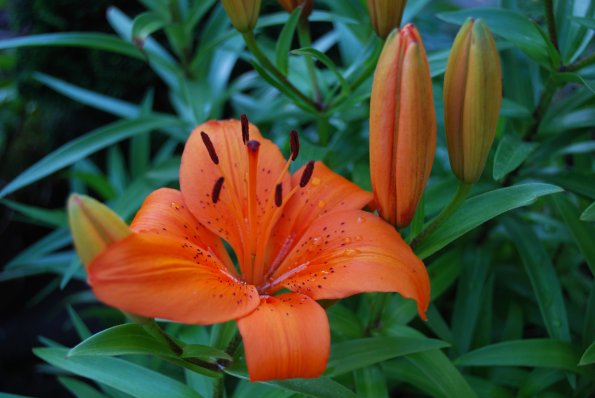 Lilien