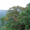 Trees in Sanjay Gandhi National Park