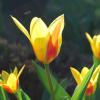 Tulpen