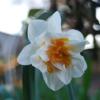 Tulpe