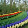 Keukenhof