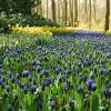Keukenhof