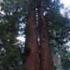 Redwood